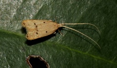 Lecithocera erecta