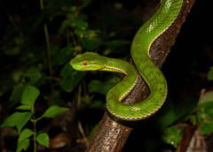 Trimeresurus yunnanensis