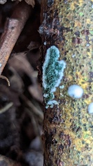 Trichoderma viride