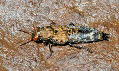Ontholestes murinus