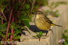 Setophaga palmarum palmarum