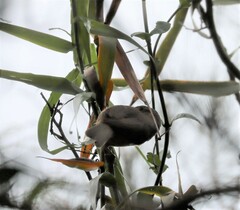 Colluricincla rufogaster