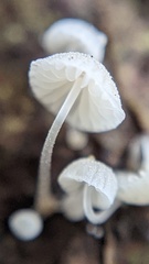 Mycena tenerrima