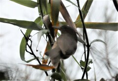 Colluricincla rufogaster