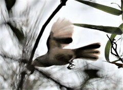 Colluricincla rufogaster