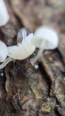 Mycena tenerrima
