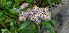 Aster albescens