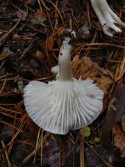 Tephroleuci