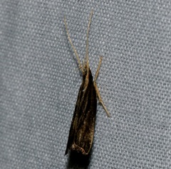 Antiochtha pycnotarsa