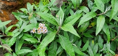 Aster albescens