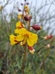 Erythrostemon angulatus