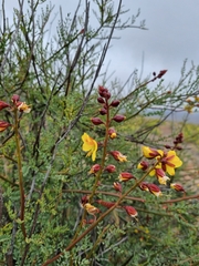 Erythrostemon angulatus