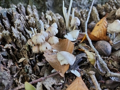 Coprinellus disseminatus
