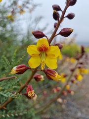Erythrostemon angulatus
