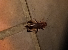 Tarbinskiellus portentosus
