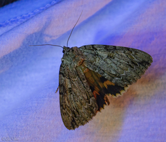 Catocala subnata