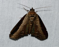 Lophoptera squammigera