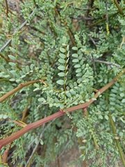 Erythrostemon angulatus