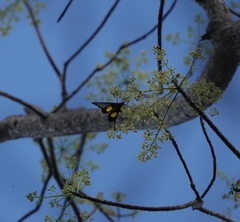 Troides haliphron