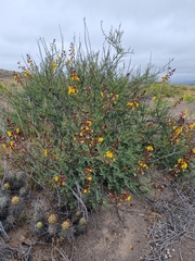 Erythrostemon angulatus