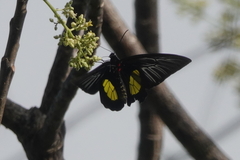 Troides haliphron