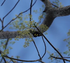 Troides haliphron