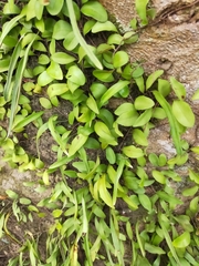 Pyrrosia adnascens