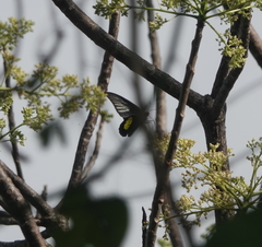 Troides haliphron