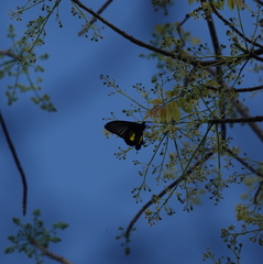 Troides haliphron