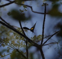 Troides haliphron