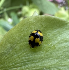 Illeis galbula