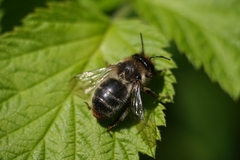 Anthophora furcata
