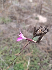 Dianthus borbasii