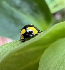 Illeis galbula