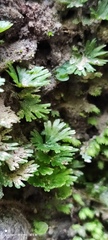 Crepidomanes minutum