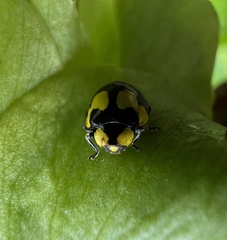 Illeis galbula