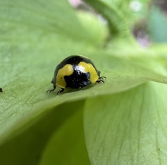 Illeis galbula