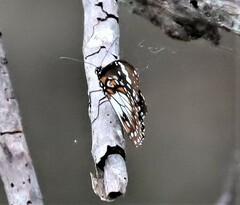 Danaus affinis