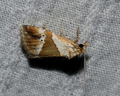 Maliattha separata