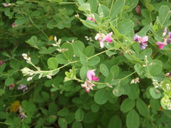 Lespedeza cyrtobotrya