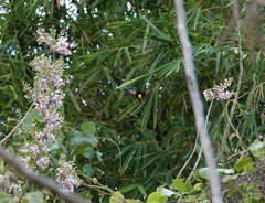 Troides haliphron