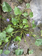 Troides haliphron