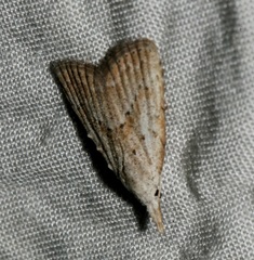 Meganola brunellus