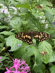 Papilio demoleus libanius
