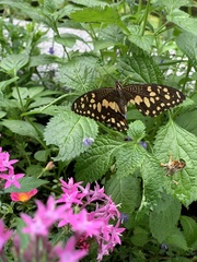 Papilio demoleus libanius