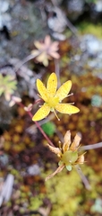Saxifraga brunonis