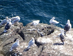 Larus glaucoides