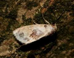 Meekistrotia molybdota