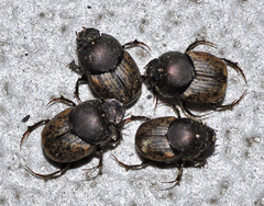 Onthophagus similis