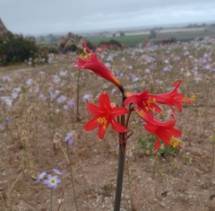 Zephyranthes phycelloides